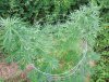 DSCN8827.JPG DSCN8827.JPG