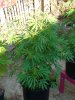 DSC01355.JPG