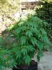 DSC01356.JPG