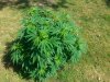 20140803_152521.jpg