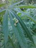 IMG_20140804_192806.jpg