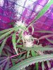 IMG_20140805_185104_566.jpg