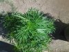 20140807_160729.jpg