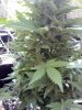 2014-06-02_15-44-07_183.jpg