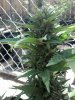 2014-06-02_15-44-53_219.jpg