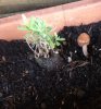 plant pot mushrooms.jpg