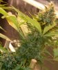PPP-Day43-Flower-1.jpg PPP-Day43-Flower-1.jpg
