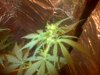weed.jpg