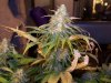7 wks flower 017.jpg