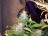 7 wks flower 016.jpg