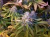 7 wks flower 013.jpg