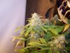 7 wks flower 011.jpg