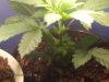 cannibis 041.jpg
