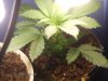 cannibis 042.jpg