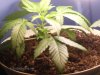 cannibis 043.jpg