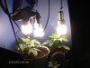 cannibis 046.jpg