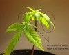 overwatering.jpg