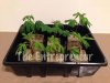 CUTTINGS.jpg