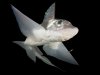 chimaera.jpg