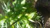 20140827_121952.jpg
