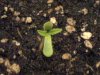 day 1 (planted december 10th).jpg