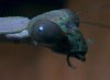 preying mantis002.jpg