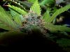 Close Bud 2.JPG