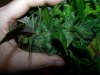 Bud n hand.JPG