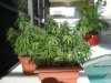 #22 Cindy 55 days flowering b.JPG