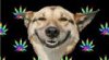 pup.jpg