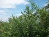 100_1705.JPG