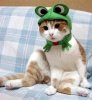 cats with hats 2487.jpg