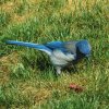 IMG_8920b.JPG