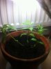 26 august under 65w cfl.jpeg
