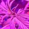 nice led view of bud.jpeg