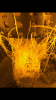 root4wseed.PNG