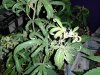 20140909_100225.jpg 20140909_100225.jpg