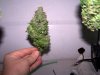 Nice Bud.JPG