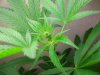 leaf 004.jpg