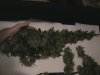 Bailey's massive king bud.JPG