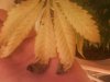 DSC00010.jpg