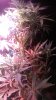 IMAG0353.jpg