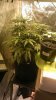 bud 4.jpg