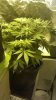 bud 5.jpg