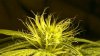 bud1.jpg