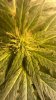bud2.jpg
