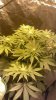 bud6.jpg