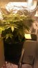 bud7.jpg