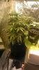 bud8.jpg