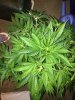 bigbud.jpg